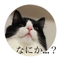 [LINEスタンプ] ノルウェージャンのレイ