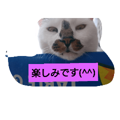 [LINEスタンプ] うちの、にゃんころりん
