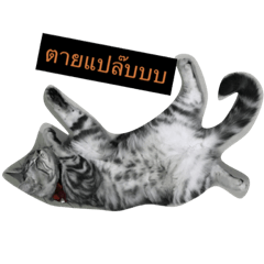 [LINEスタンプ] cat silver1