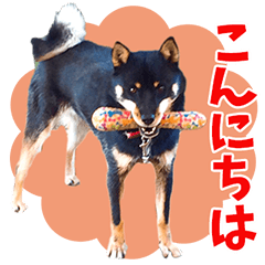 [LINEスタンプ] 北海道犬 風ちゃん