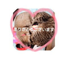 [LINEスタンプ] れんりんらんあずき