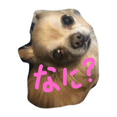 [LINEスタンプ] チワワのけむまき