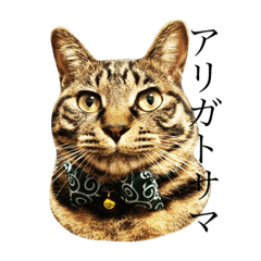 [LINEスタンプ] 可愛いキジトラ猫スタンプ