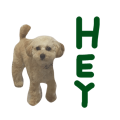 [LINEスタンプ] らーちーくん