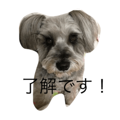 [LINEスタンプ] 関さんの犬の画像（メイン）