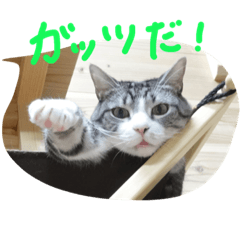 [LINEスタンプ] 猫のぱたこさん4