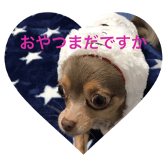 [LINEスタンプ] チワワのまろたん