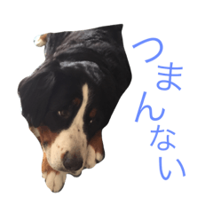 [LINEスタンプ] 蘭RANランちゃん♪