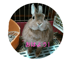 [LINEスタンプ] うさぎのキララ
