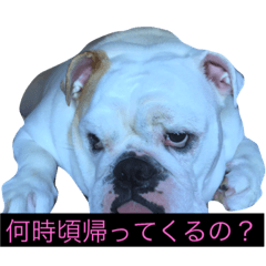 [LINEスタンプ] ブサ可愛い一言スタンプ