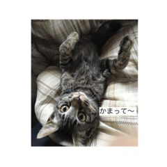 [LINEスタンプ] 我が家のにゃんこ達