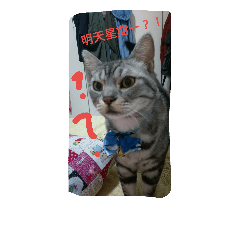 [LINEスタンプ] Lazzy Cat