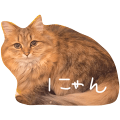[LINEスタンプ] うちのニャンズさま