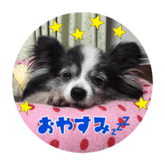 [LINEスタンプ] ぱぴこ＆ぽっきー