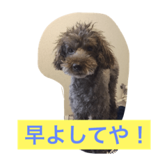 [LINEスタンプ] 大阪弁トイプードル