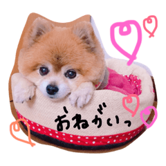 [LINEスタンプ] しょこちゃん。