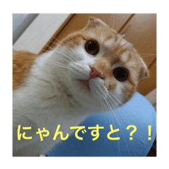 [LINEスタンプ] あいさつきなこ3