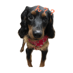 [LINEスタンプ] ちょこ犬