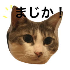 [LINEスタンプ] サバ白猫のロットン