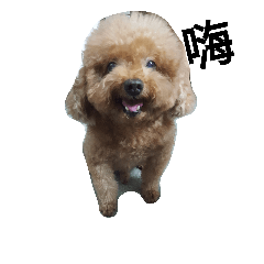 [LINEスタンプ] poodle la la