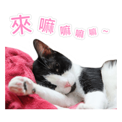 [LINEスタンプ] Meow Lulu（日常生活）