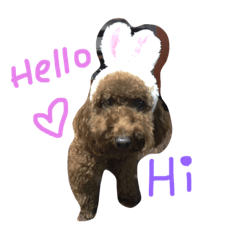 [LINEスタンプ] coffee the cutest poodle