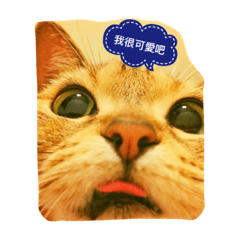 [LINEスタンプ] Cookie ＆ Dora