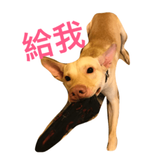 [LINEスタンプ] doggiepp