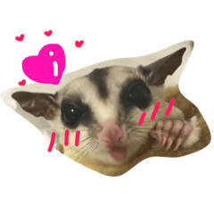 [LINEスタンプ] ンガちゃんだよ。
