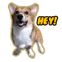 [LINEスタンプ] Cookie The Corgi Dog