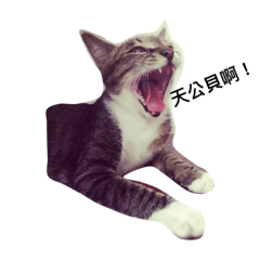 [LINEスタンプ] Im not kidding