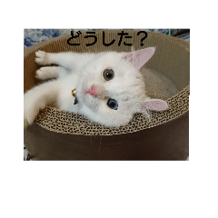 [LINEスタンプ] まいにち  猫