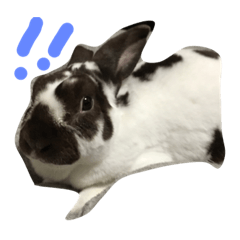 [LINEスタンプ] 自慢のウサギスタンプ