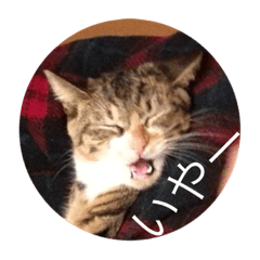 [LINEスタンプ] 猫のマカロン