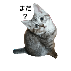 [LINEスタンプ] 猫顔話