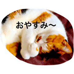 [LINEスタンプ] ゆぃ＆もぁ