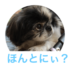 [LINEスタンプ] ギッズモ