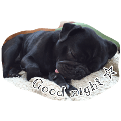 [LINEスタンプ] 黒パグモンちゃんのスタンプ