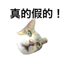 [LINEスタンプ] Davidcat