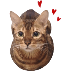 [LINEスタンプ] cacamiao daily