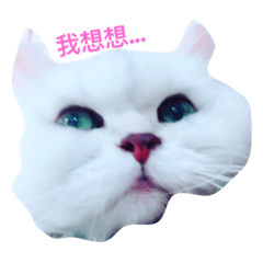 [LINEスタンプ] Black and white cat family