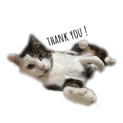 [LINEスタンプ] ねこ君スタンプ