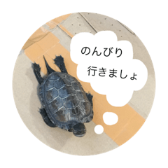 [LINEスタンプ] クサガメのぽんず