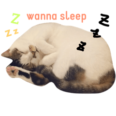 [LINEスタンプ] nomi is a cat