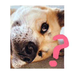 [LINEスタンプ] ふぁむ 愛犬