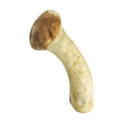 [LINEスタンプ] oh！mushroom