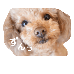 [LINEスタンプ] トイプーきなこと仲間