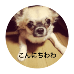 [LINEスタンプ] ぽんず春夏秋冬