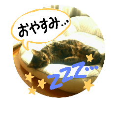 [LINEスタンプ] 猫のみりちゃんスタンプの画像（メイン）