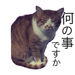 [LINEスタンプ] 猫のけんさん